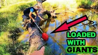 We FOUND a Swamp STACKED with Massive Blueclaw...... catch clean cook.....