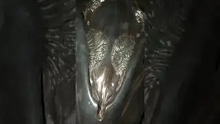 #alienqueen #aliens #xenomorph #jamescameron #stanwinston #weylandyutani