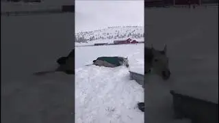 Horse see snow for the first time