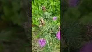 Artichoke, cardoon,&Thistles, Thistle family