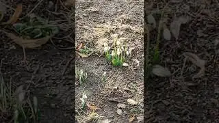 Snowdrops - the first spring flowers   #ukraine