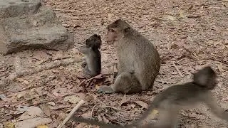 baby monkey jinx so cute.