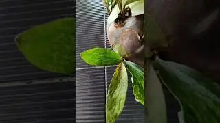 🪴 Staghorn Fern (Platycerium) Care & Styling | The Most Unique Wall-Mounted Plant! 🌿 | GreenTalks