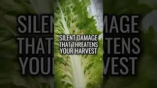 Big Damage | How to Protect Your Crops From Pests Without Harsh Pesticides