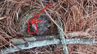 Day4,The cuckoo bird is a wasted effort, unable to push out the bird