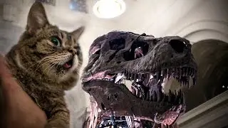 Lil BUB's Big SHOW Episode 5: SUE the T REX