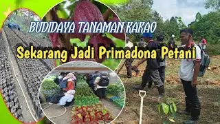 Mari Berbudi daya Kakao
