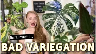 Friends Don't Let Friends Invest in Bad Variegation | Why Low Variegation Rare Plants are a Rip Off