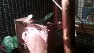 Ringneck dove cage, how to get ringnecks to nest.