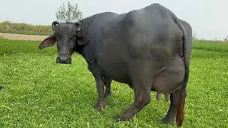 Most Beautiful Pure Nili Buffalo For Sale in 92 Animal Tv 0342777097731 January 2026