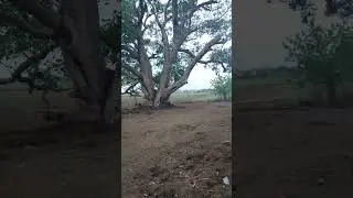Temple ! Nature Shorts ! Farming Crops