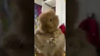Funny Bunny Moments #rabbit #rabbits #bunny #pets #petvideos #petcare #animals #shorts