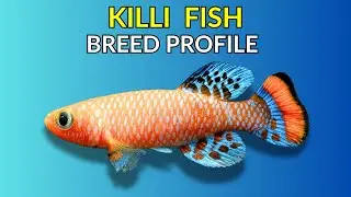 Killifish Care Guide | Tank Setup  Feeding  Breeding & Lifespan