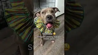 5 examples of dog body language #doglanguage #dogbehavior #dogs #dogcommunication