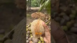 Coconut export from India to Dubai! #coconut #coconutexport #india #dubai #export #money