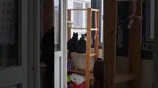 Котики компотики🐈&zwj;⬛🐈 Подписывайтесь на нас✅️ #chill #music #веселыекоты #cat #прикольныекоты #kitty