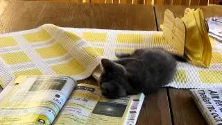 Kattungen &Aring;sa i Bollsta