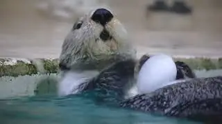 鳥羽水族館 ラッコ キラちゃんおもちゃを捨てて氷で氷を割る「どっちも食べられるもんね！」