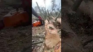 cutting the large brown tree log using a sharp metal electric chain saw tool in the outdoor area