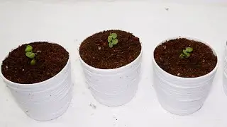 String of Nickels (Dischidia Nummularia) Propagation from Cuttings