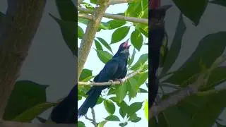 Asian Cuckoo Bird Loud voice Indian Koel sounds koel ki awaz awaj