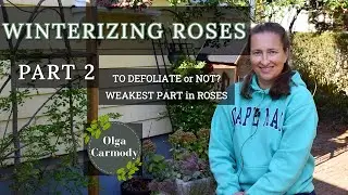 How to Overwinter ROSES 101(Part2) - Everything You Need to Know
