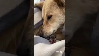 A mother&rsquo;s love is powerful. Trying to save this mama dog and her newborn.#dog #puppy #animals