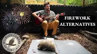 Firework alternatives to PROTECT WILDLIFE and the environment