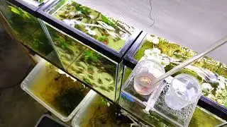 angelfish fry with bubblegum bellies