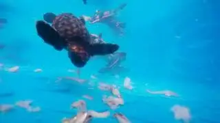 Baby Sea Turtle Feeding Time