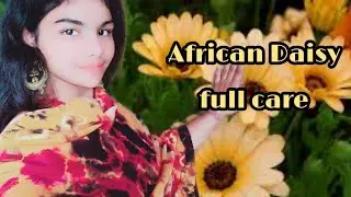 How to grow and care African Daisy/Dimorphotheca || #V402