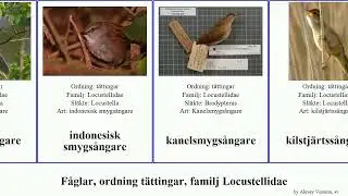 F&aring;glar, ordning t&auml;ttingar, familj Locustellidae smygs&aring;ngare bird brun rostgumpad r&ouml;dbrun Loom Mini