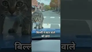 बिल्ली ने कार वाले को डांटा ll #cat #animals #shorts