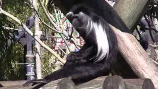 ZooTampa: Angolan Colobus Monkeys
