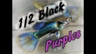 Amazingly Colorful Half Black Purple Guppies #ImpulseBuy