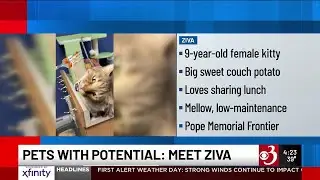 Pets with Potential: Meet Cosmo, Ziva, and Pete