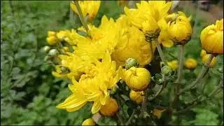 ​Eine kleine Nachtmusic (by Mozart) #music #classical #musicclassics #flowers #video 