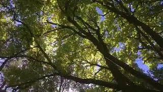 Woodland Camping at Ruberslaw Wild Woods