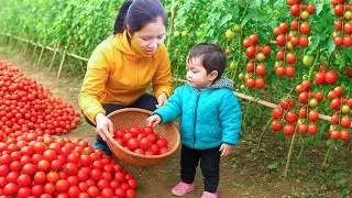 Colhendo Tomates Frescos No Campo E Levando-os Ao Mercado Para Vender Com Minha Filha Pequena