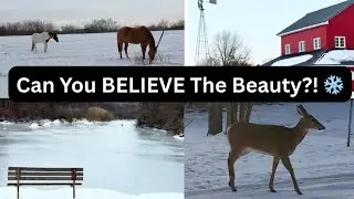 Relaxing Winter Scenery ❄️ Snowy Ponds, Horses, Deer & Country Barn