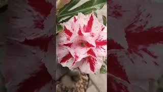 Adenium bunga tumpuk Id. Sunny Day