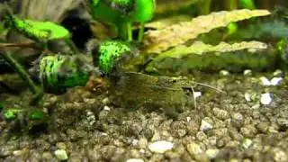 Amano Garnelen im 200 Liter Aquarium 2 - Caridina multidentata ( Japonica )