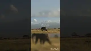 An angry elephant running away under kilimanjaro