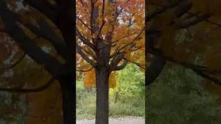 Beautiful Fall Scenery in Richmond Hill, ON, Canada.
