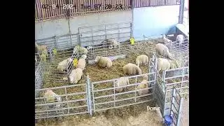Lambcam / Ewetube Live Stream