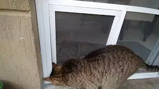 Porta Pet - Super Tela Mosquiteira