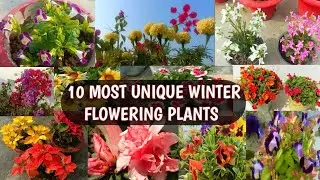 Nursery Plant Shopping Haul | Plants for Winters, have a look the Name with price
