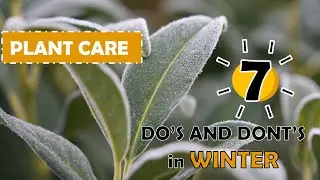 HOUSEPLANT CARE IN WINTER | Do's and Dont's 🌿 Plantkins