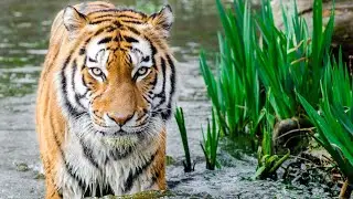 Wild Life Amazon Jungle 🌿 | शिकारी और शिकार की असली दुनिया | #animals #trending 