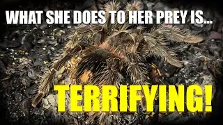 What This Spider Does to Her Prey Is Beyond Terrifying&hellip;